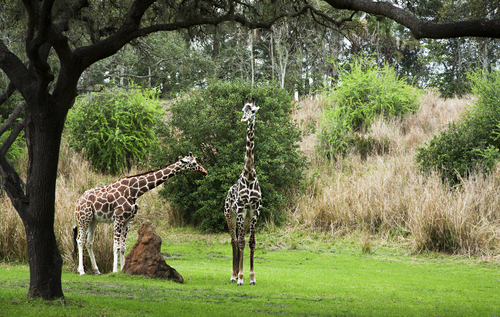 Discounts on Animal Kingdom